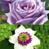 Set Clematis 'Florida Sieboldii' & Parfumroos 'Mamy Blue®' -Planten Verkoopwinkel 8973063946270
