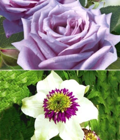 Set Clematis 'Florida Sieboldii' & Parfumroos 'Mamy Blue®'