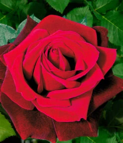 Collectie 'Parfumrozen' -Planten Verkoopwinkel 8973064634398