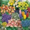 140 Bloembollen Voordeelpakket 2 140 Bloembollen Voordeelpakket -Planten Verkoopwinkel 8973600423966