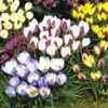 Krokus Collectie (wilde Soort) -Planten Verkoopwinkel 8973603471390