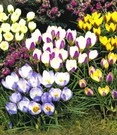 Krokus Collectie (wilde Soort)