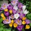 Grootbloemige Krokus Mix 1 Grootbloemige Krokus Mix -Planten Verkoopwinkel 8973603962910