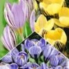 Reuzen Krokus Collectie -Planten Verkoopwinkel 8973606780958