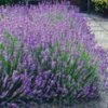 Lavendelhaag 'Blauw' -Planten Verkoopwinkel 8973608255518