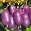 Kiwi 'Ken`s Red®' 2 Kiwi 'Ken`s Red®' -Planten Verkoopwinkel 8973612351518
