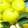 Zuilappel 'Golden Delicious' -Planten Verkoopwinkel 8973612679198