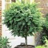Bol Acacia -Planten Verkoopwinkel 8973618577438