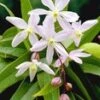 Clematis 'Armandii' -Planten Verkoopwinkel 8973622083614