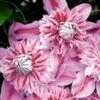 Clematis 'Josephine TM Evijohill N' -Planten Verkoopwinkel 8973622509598