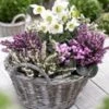 Winterperiode Collectie -Planten Verkoopwinkel 8973630275614
