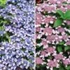 Dwerghortensia Collectie -Planten Verkoopwinkel 8973632274462