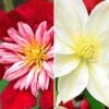 Clematis Collectie 'rood En Wit' Voor Een Voordeelprijs -Planten Verkoopwinkel 8973633683486