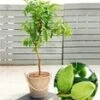 Zoete Amandel 'Nut Me® Almond' -Planten Verkoopwinkel 8973648855070
