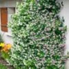Geurende Jasmijn 'Roze & Wit' -Planten Verkoopwinkel 8973654458398