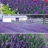 Lavendel Collectie -Planten Verkoopwinkel 8973655277598