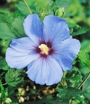 Hibiscus Heg 6 Hibiscus Heg - Afbeelding 4