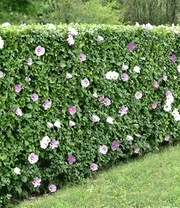 Hibiscus Heg 7 Hibiscus Heg - Afbeelding 5