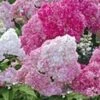 Tuinhortensia 'Vanille Fraise®' -Planten Verkoopwinkel 8974081622046