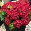 Tuinhortensia 'Ruby Tuesday' -Planten Verkoopwinkel 8974083424286