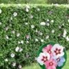 Hibiscus Heg 2 Hibiscus Heg -Planten Verkoopwinkel 8974174912542