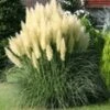 Pampasgras 'Evita' 3-liter Container -Planten Verkoopwinkel 8974227669022