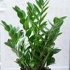 Zamioculcas -Planten Verkoopwinkel 8974234746910