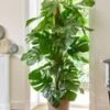 Monstera - Gatenplant Ca. 60-70 Cm Hoog 2 Monstera - Gatenplant Ca. 60-70 Cm Hoog -Planten Verkoopwinkel 8974589591582