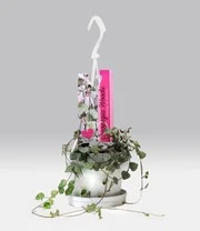 Chinees Lantaarnplantje 4 Chinees Lantaarnplantje - Afbeelding 2