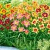 Daglelie Mix 'Zomerdroom' -Planten Verkoopwinkel 8976028631070