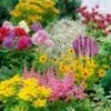 Vaste Planten Collectie 'Zomerwind' -Planten Verkoopwinkel 8976031383582