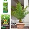 COMPO® SANA® Meststof Voor Palmen & Palmpotgrond & Canarische Dadelpalm Ca. 50 Cm Hoog 1 COMPO® SANA® Meststof Voor Palmen & Palmpotgrond & Canarische Dadelpalm Ca. 50 Cm Hoog -Planten Verkoopwinkel 8976351526942