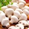 Witte Champignons (kweekset) -Planten Verkoopwinkel 8977604214814