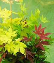 Japanse Esdoorn '3 Kleuren Festival' 4 Japanse Esdoorn '3 Kleuren Festival' - Afbeelding 2