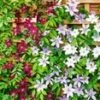 Clematis Trio -Planten Verkoopwinkel 8979186253854