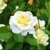 Liefdesroos 'Centenaire De Lourdes® Blanc' -Planten Verkoopwinkel 8979279052830