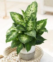 Kamerplanten Collectie 'Fresh Air' 4 Kamerplanten Collectie 'Fresh Air' - Afbeelding 2