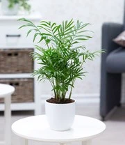 Kamerplanten Collectie 'Fresh Air' 5 Kamerplanten Collectie 'Fresh Air' - Afbeelding 3