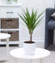 Kamerplanten Collectie 'Fresh Air' 6 Kamerplanten Collectie 'Fresh Air' - Afbeelding 4