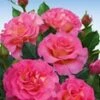 Parfumroos 'Pink Paradise®' 1 Parfumroos 'Pink Paradise®' -Planten Verkoopwinkel 8988744679454