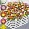 Winterharde Ijsbloemen 'Wheels Of Wonder®' -Planten Verkoopwinkel 8988960915486