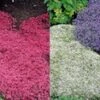 Tijm Collectie Rood En Wit -Planten Verkoopwinkel 8989001711646