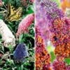 Vlinderstruik Collectie Voor Een Voordeelprijs -Planten Verkoopwinkel 8989001875486