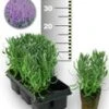 Blauwe Lavendel 25 Stuks 1 Blauwe Lavendel 25 Stuks -Planten Verkoopwinkel 8989025894430