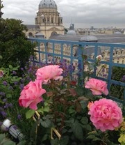 Parfumroos 'Pink Paradise®' 6 Parfumroos 'Pink Paradise®' - Afbeelding 4