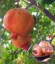 Exotisch Fruit 5 Exotisch Fruit - Afbeelding 3