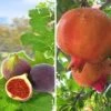 Exotisch Fruit 1 Exotisch Fruit -Planten Verkoopwinkel 8989393387550