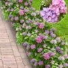 Hortensia Haag 'Forever & Ever®' Hortbux® -Planten Verkoopwinkel 8990332223518
