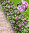Hortensia Haag 'Forever & Ever®' Hortbux® 3 Hortensia Haag 'Forever & Ever®' Hortbux®