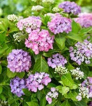 Hortensia Haag 'Forever & Ever®' Hortbux® 4 Hortensia Haag 'Forever & Ever®' Hortbux® - Afbeelding 2